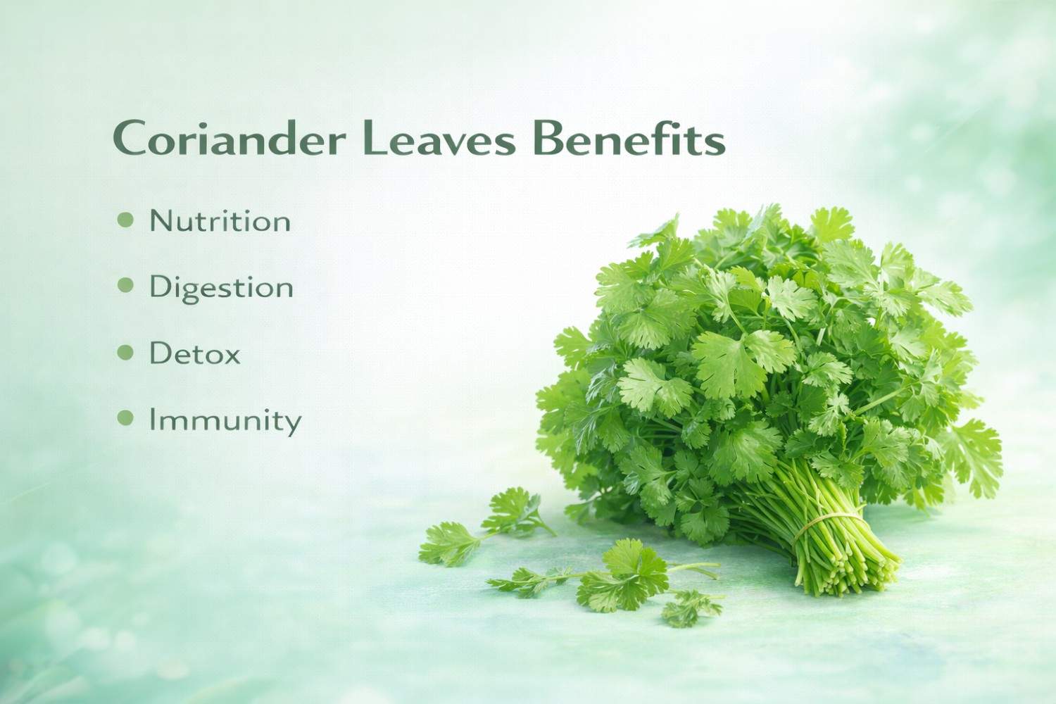 Coriander Leaves